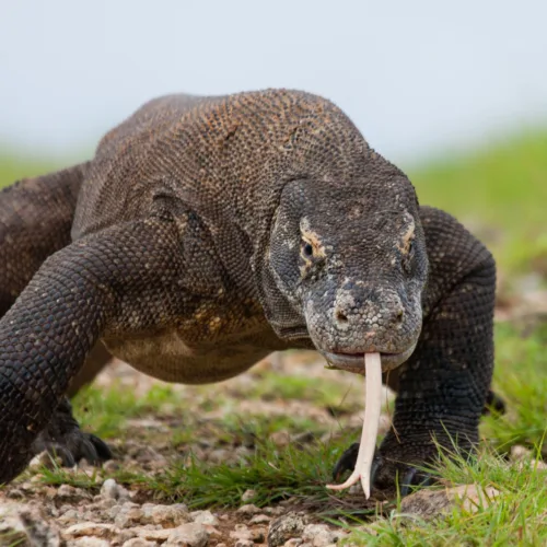 Komodo Labuan Bajo