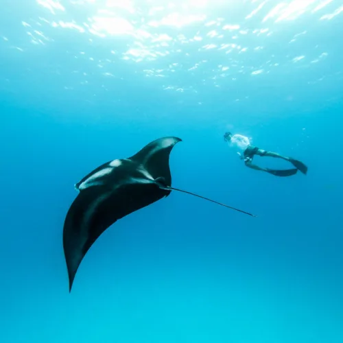 Spot Manta Yacht Charter Bajo