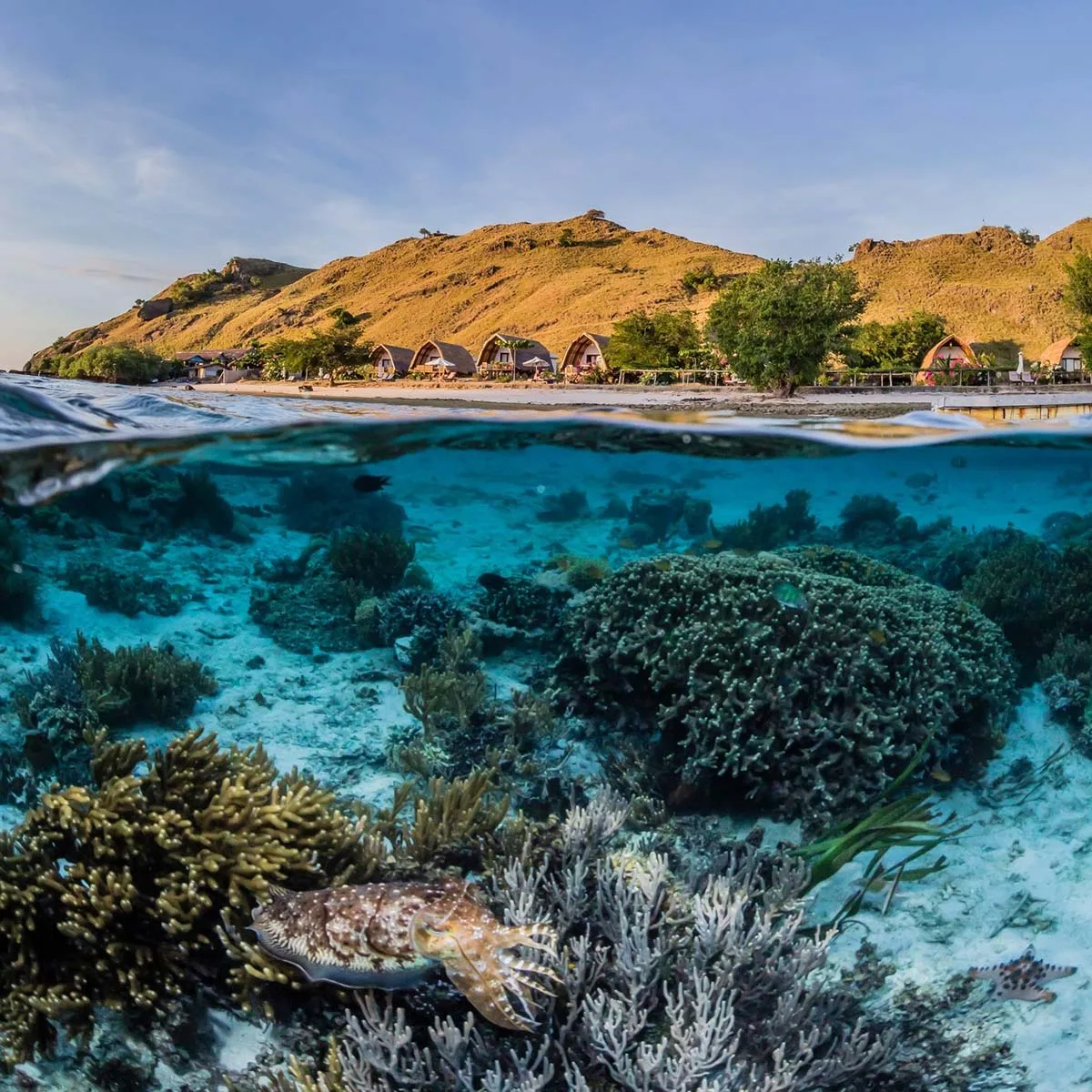 Paket Sewa Boat Komodo Bajo